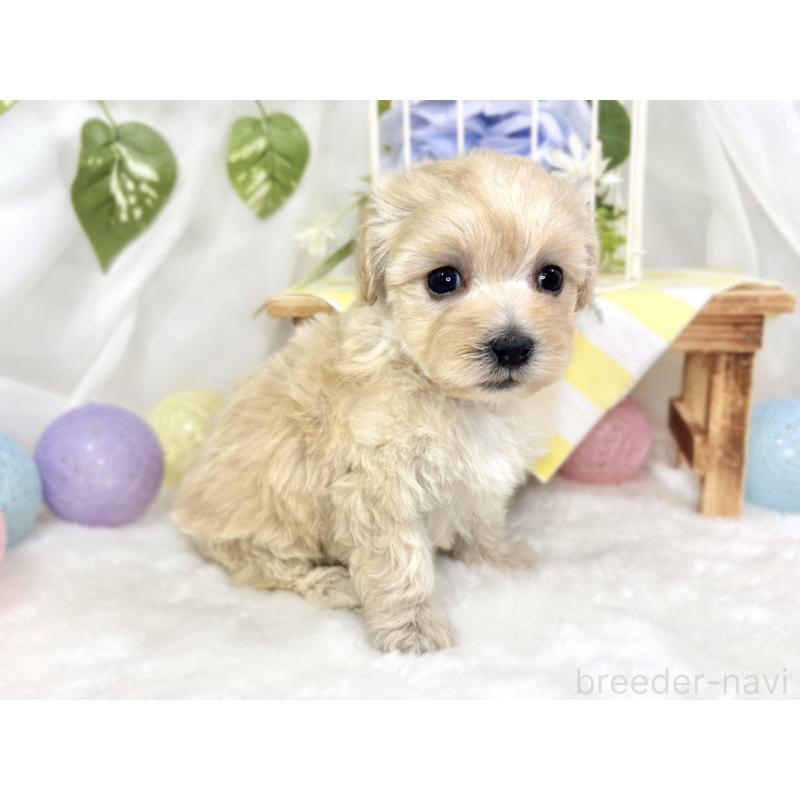 販売中の滋賀県のマルプー:マルチーズ×トイプードル-424734の2枚目