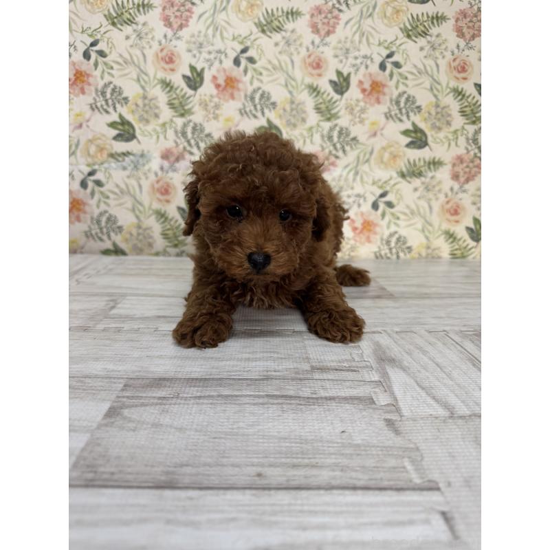 販売中の神奈川県のトイプードル-419602の3枚目