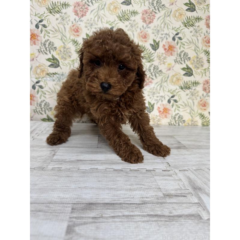 販売中の神奈川県のトイプードル-419602の2枚目