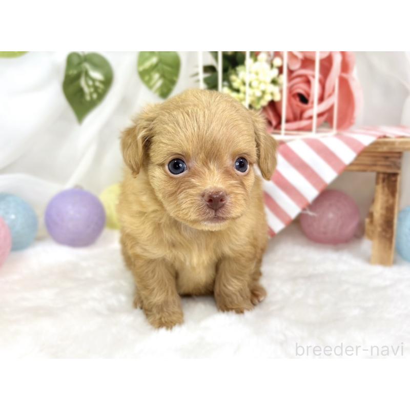 販売中の滋賀県のチワプー:チワワ×トイプードル-424735の4枚目