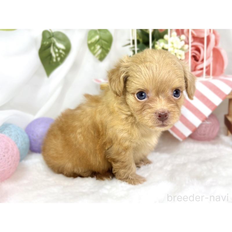 販売中の滋賀県のチワプー:チワワ×トイプードル-424735の3枚目