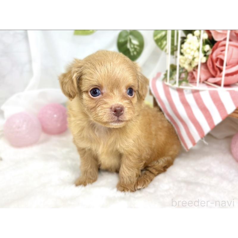 販売中の滋賀県のチワプー:チワワ×トイプードル-424735の2枚目