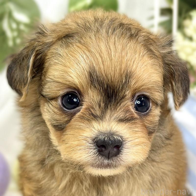 販売中の滋賀県のチワプー:チワワ×トイプードル-424736