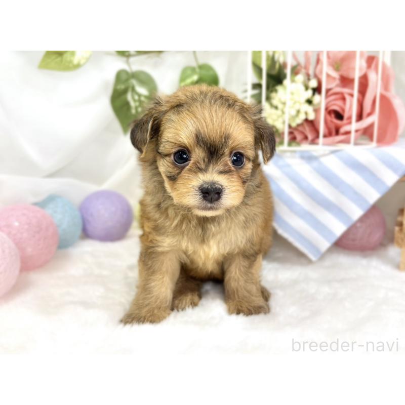 販売中の滋賀県のチワプー:チワワ×トイプードル-424736の4枚目