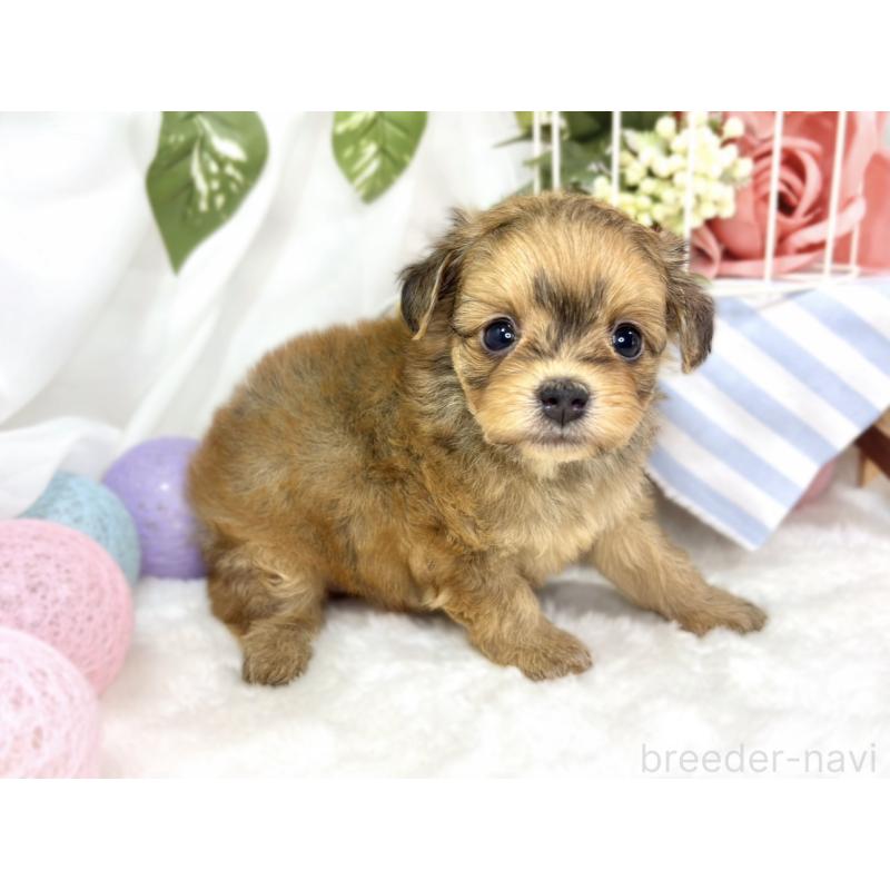 販売中の滋賀県のチワプー:チワワ×トイプードル-424736の3枚目