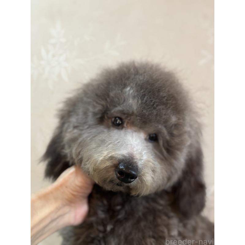 販売中の宮崎県のトイプードル-424740の4枚目