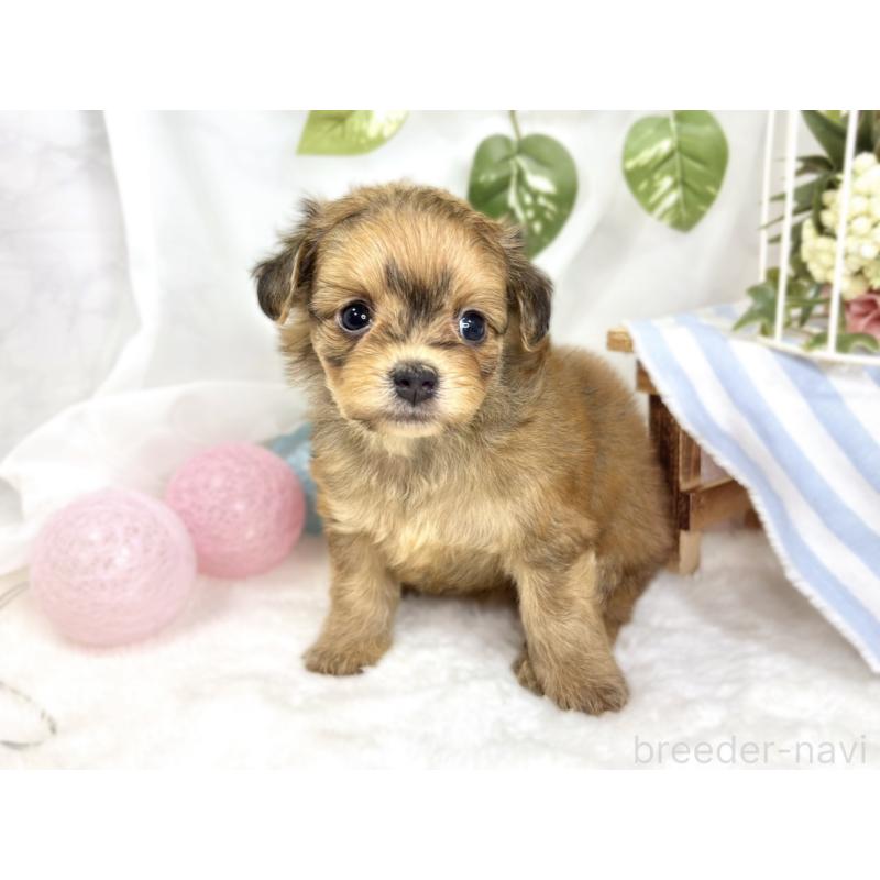 販売中の滋賀県のチワプー:チワワ×トイプードル-424736の2枚目