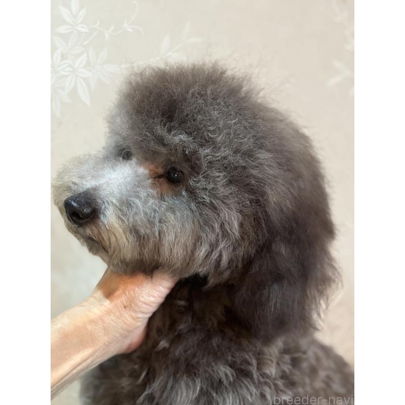 販売中の宮崎県のトイプードル-424740の3枚目