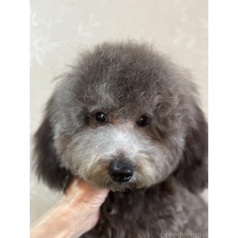 販売中の宮崎県のトイプードル-424740の2枚目