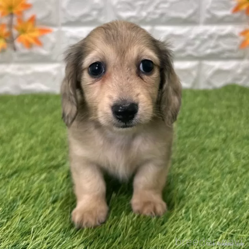 販売中の愛知県のミニチュアダックスフンド(ロングヘアード)-424738