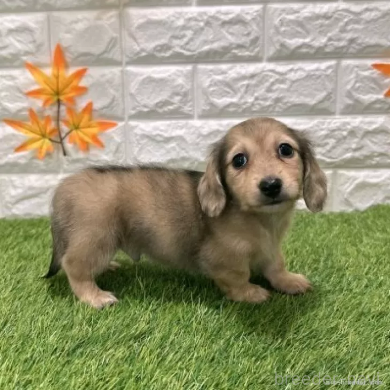 販売中の愛知県のミニチュアダックスフンド(ロングヘアード)-424738の5枚目