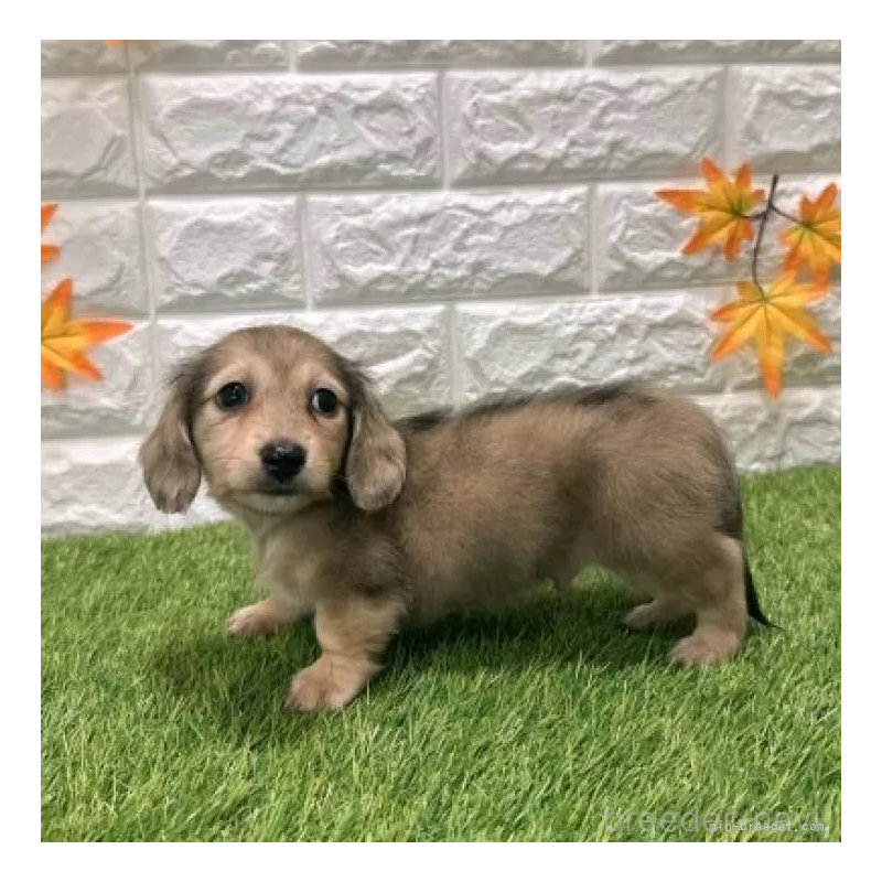 販売中の愛知県のミニチュアダックスフンド(ロングヘアード)-424738の4枚目