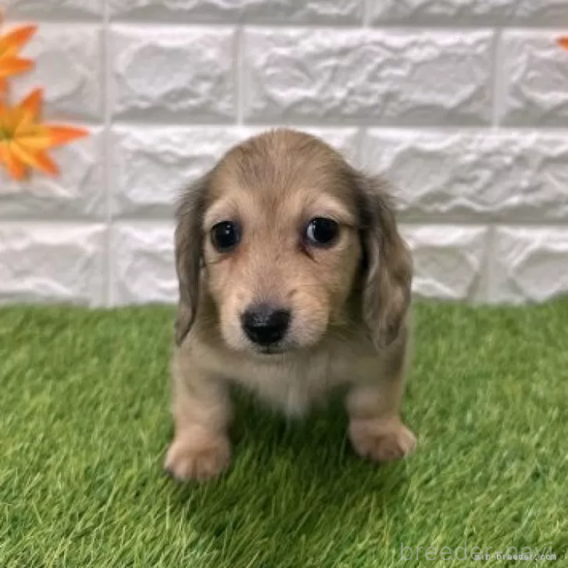 販売中の愛知県のミニチュアダックスフンド(ロングヘアード)-424738の3枚目