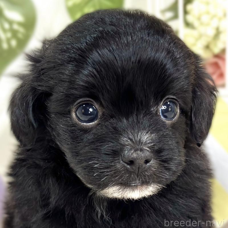 販売中の滋賀県のチワプー:チワワ×トイプードル-424737