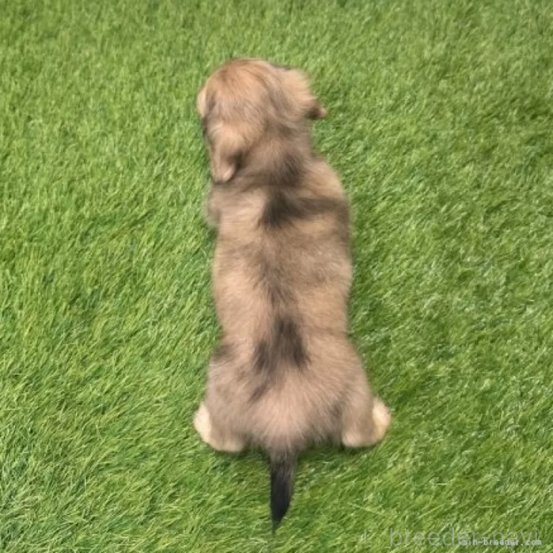 販売中の愛知県のミニチュアダックスフンド(ロングヘアード)-424738の2枚目