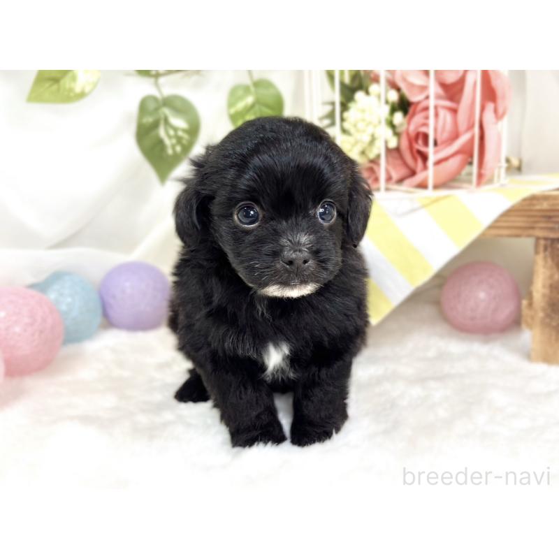 販売中の滋賀県のチワプー:チワワ×トイプードル-424737の4枚目