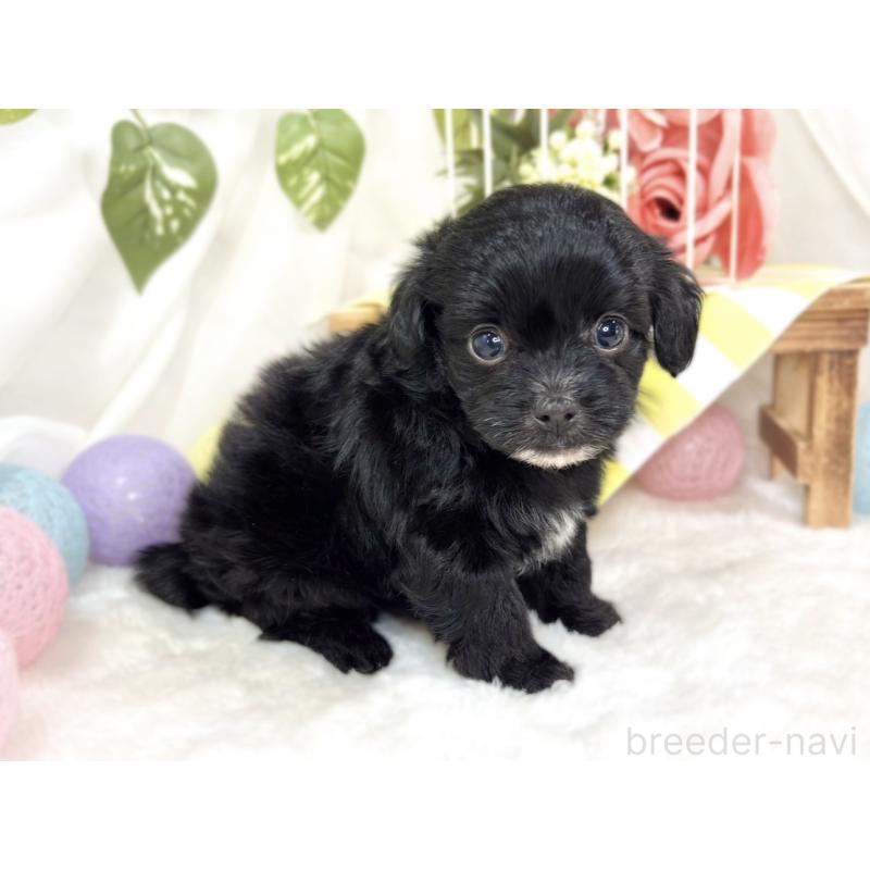 販売中の滋賀県のチワプー:チワワ×トイプードル-424737の3枚目