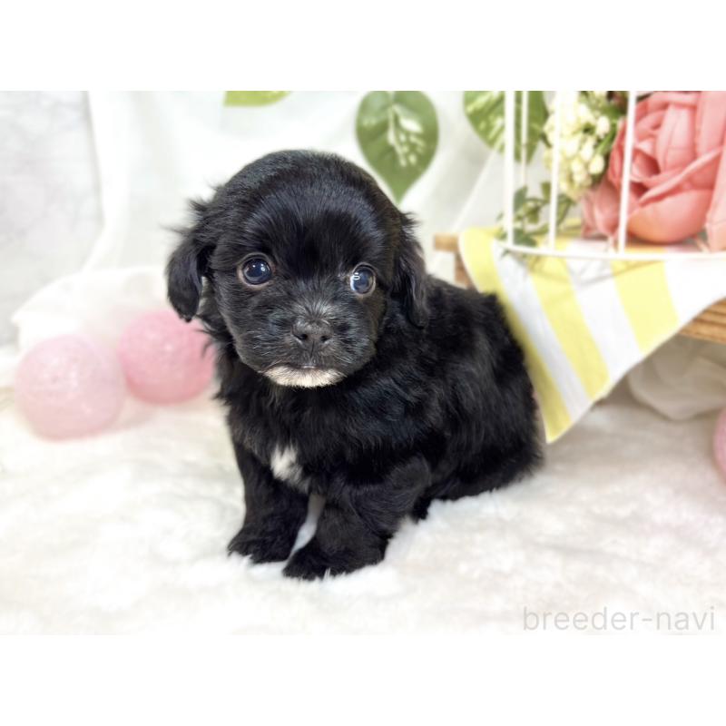 販売中の滋賀県のチワプー:チワワ×トイプードル-424737の2枚目