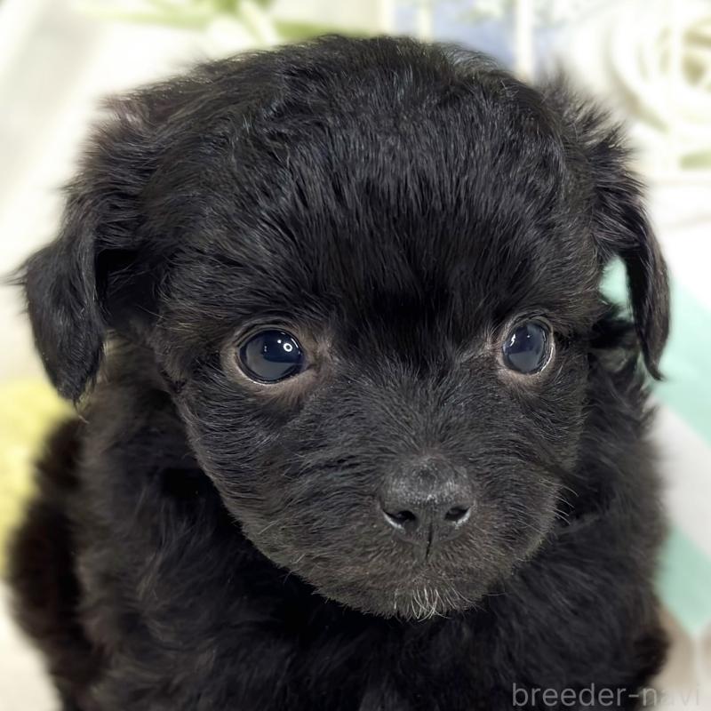 販売中の滋賀県のチワプー:チワワ×トイプードル-424739