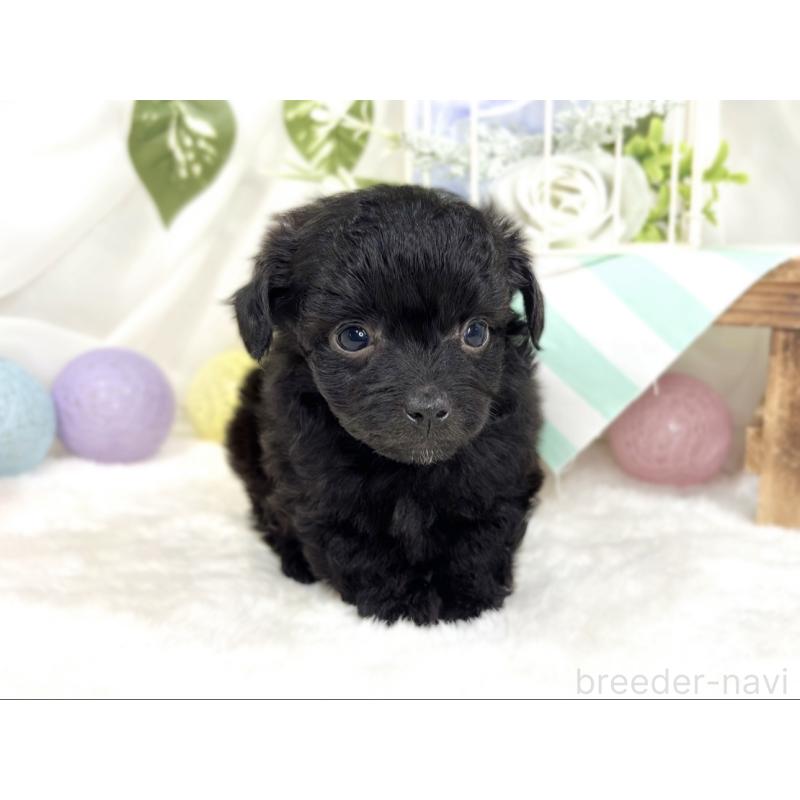 販売中の滋賀県のチワプー:チワワ×トイプードル-424739の4枚目