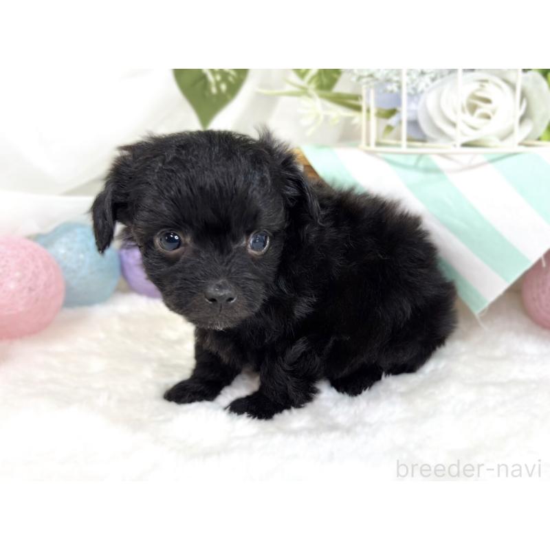 販売中の滋賀県のチワプー:チワワ×トイプードル-424739の3枚目