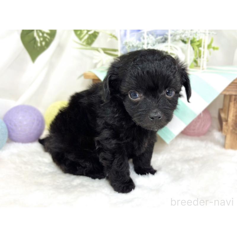 販売中の滋賀県のチワプー:チワワ×トイプードル-424739の2枚目