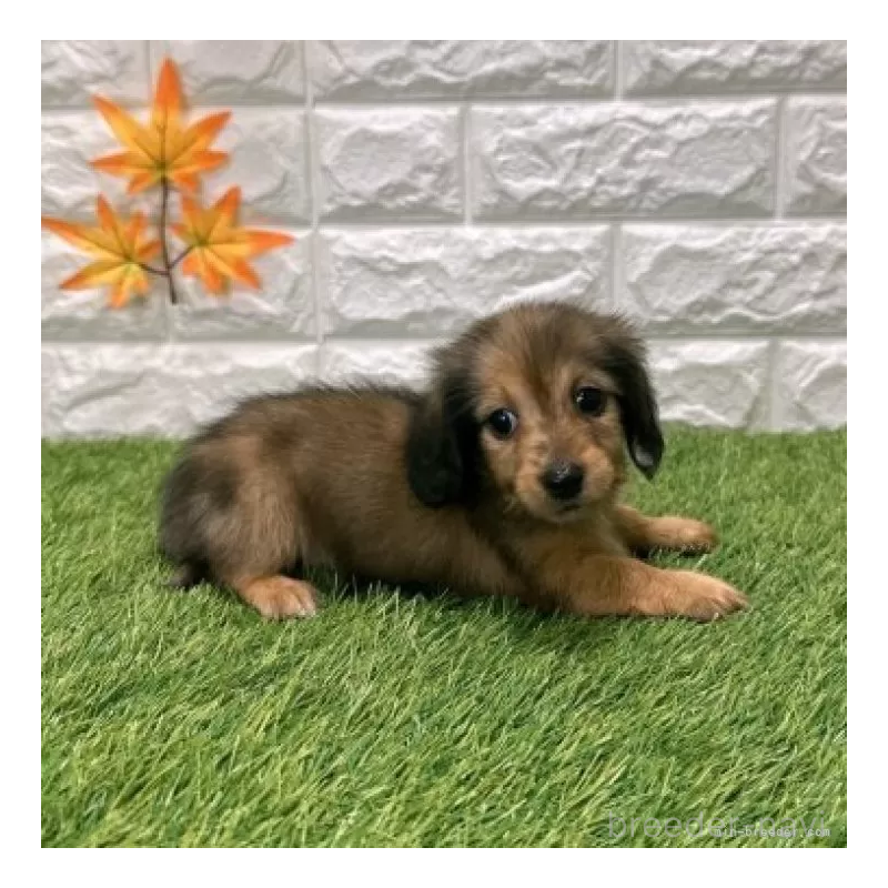 販売中の愛知県のミニチュアダックスフンド(ロングヘアード)-424741の5枚目