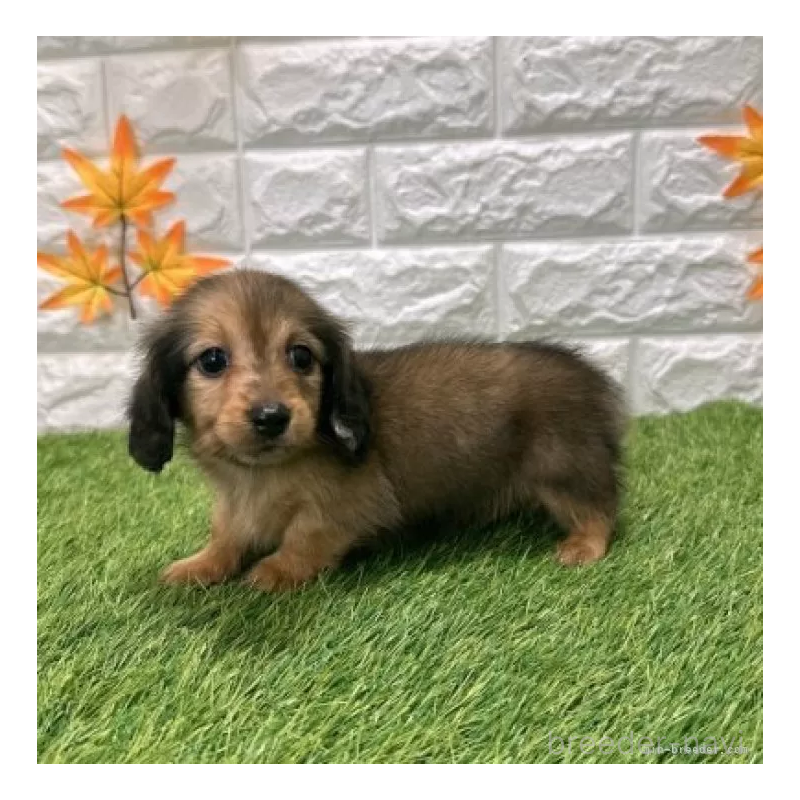 販売中の愛知県のミニチュアダックスフンド(ロングヘアード)-424741の4枚目