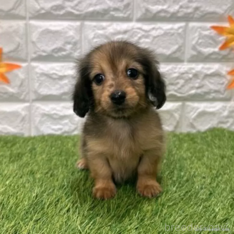 販売中の愛知県のミニチュアダックスフンド(ロングヘアード)-424741の3枚目