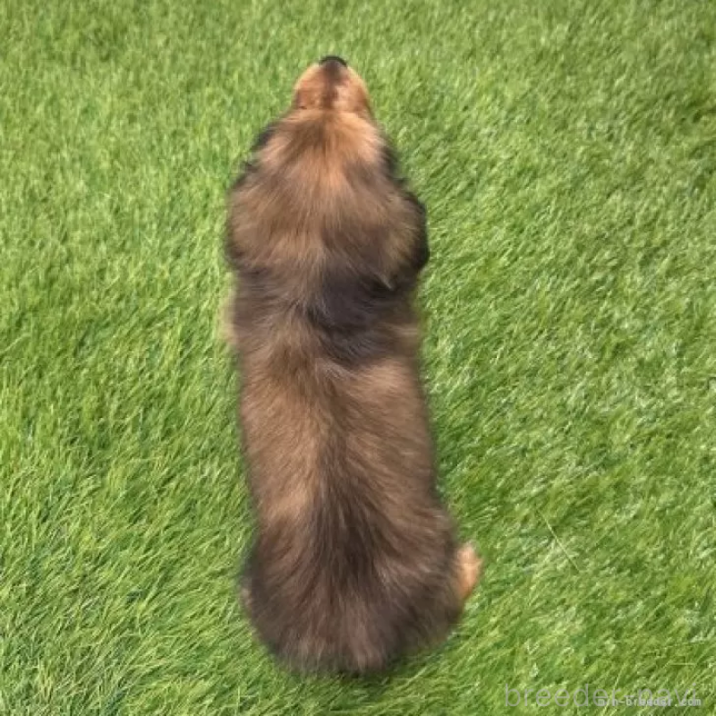 販売中の愛知県のミニチュアダックスフンド(ロングヘアード)-424741の2枚目