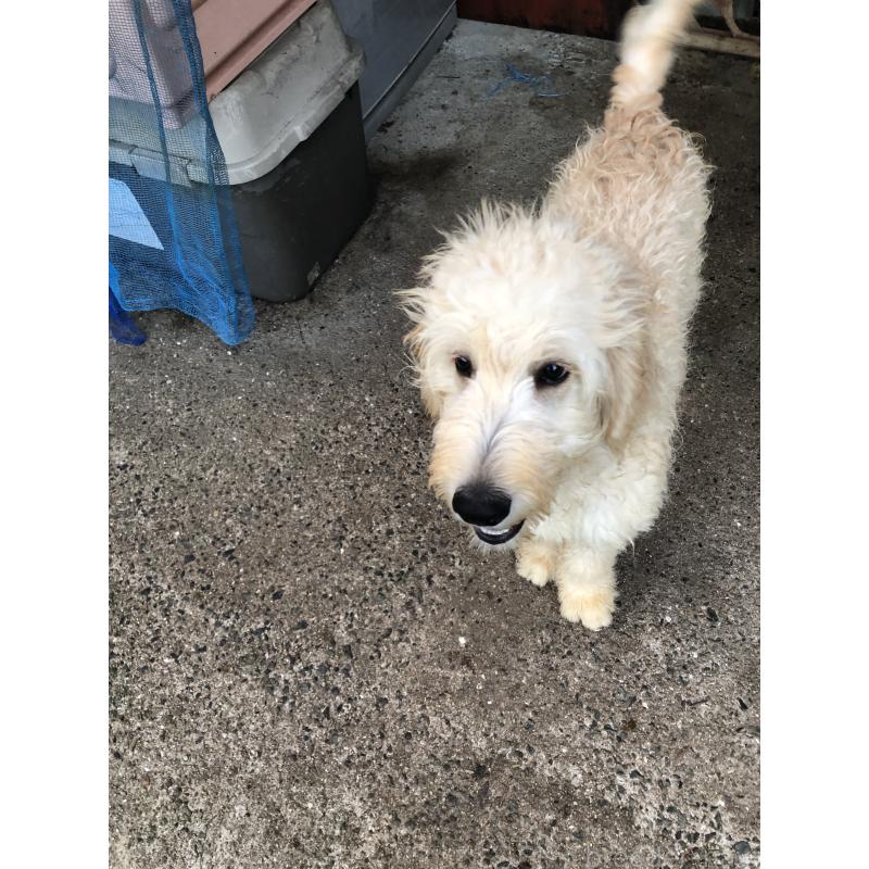 販売中の兵庫県のゴールデンドゥードル:ゴールデンレトリーバー×プードル-399114の14枚目