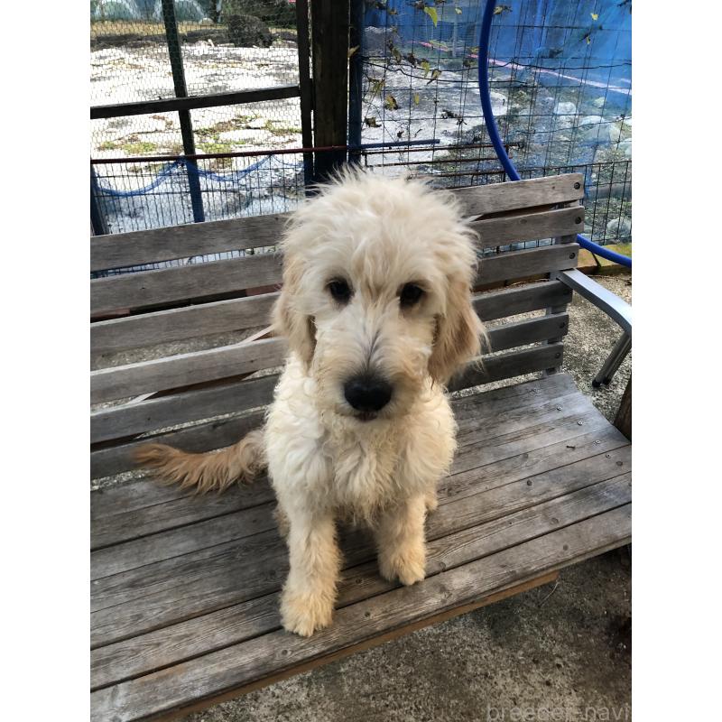 販売中の兵庫県のゴールデンドゥードル:ゴールデンレトリーバー×プードル-399114の13枚目