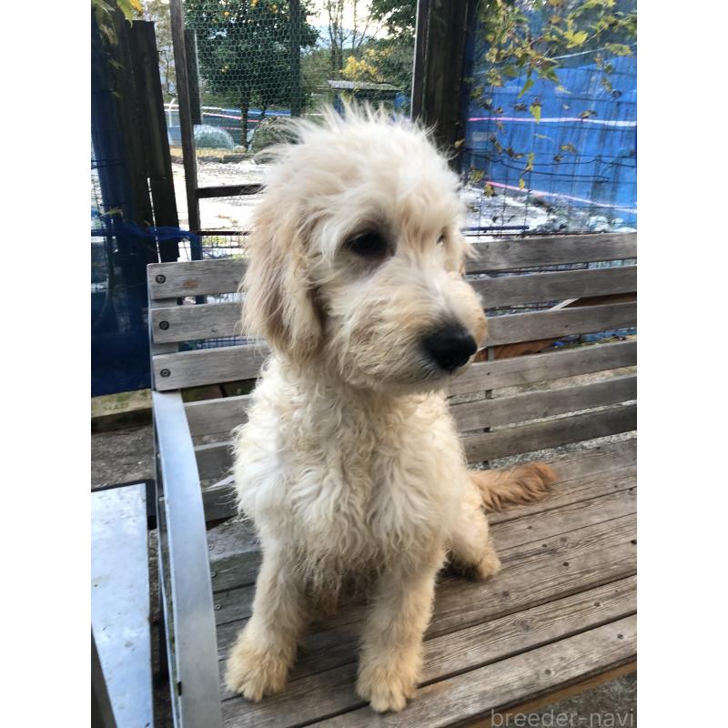 販売中の兵庫県のゴールデンドゥードル:ゴールデンレトリーバー×プードル-399114の12枚目