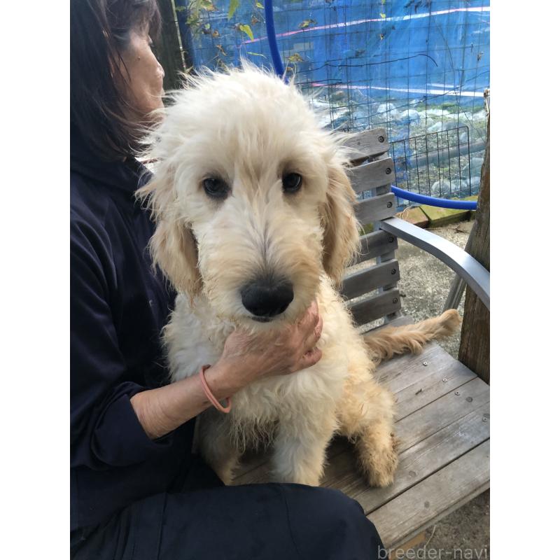販売中の兵庫県のゴールデンドゥードル:ゴールデンレトリーバー×プードル-399114の11枚目
