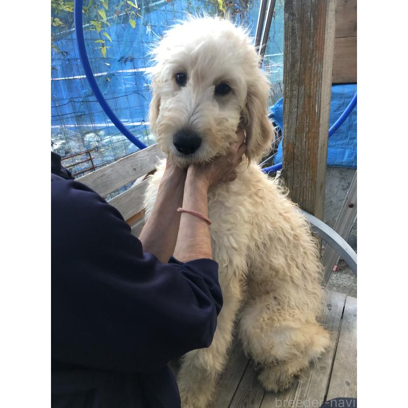 販売中の兵庫県のゴールデンドゥードル:ゴールデンレトリーバー×プードル-399114の10枚目