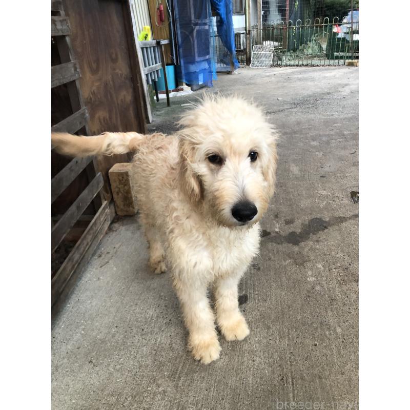 販売中の兵庫県のゴールデンドゥードル:ゴールデンレトリーバー×プードル-399114の9枚目