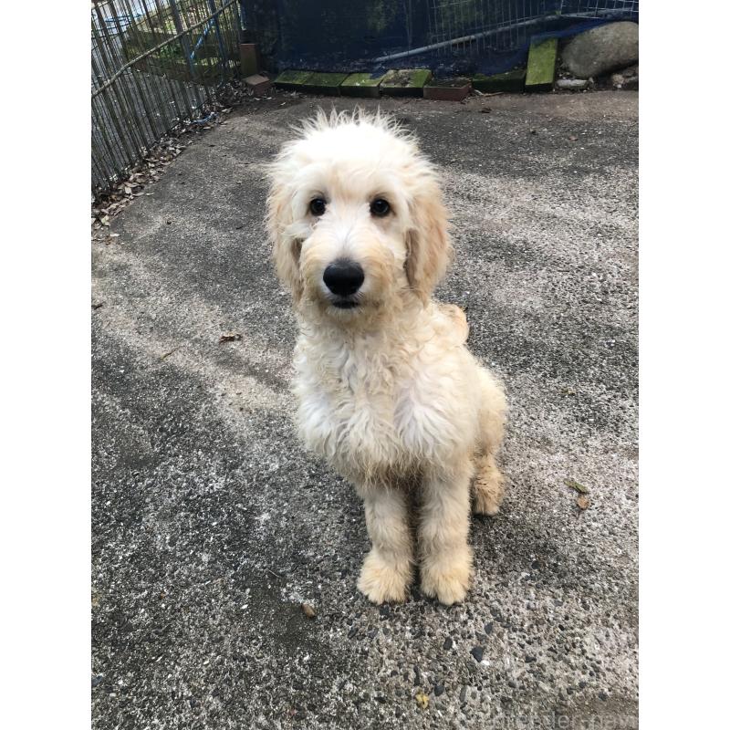 販売中の兵庫県のゴールデンドゥードル:ゴールデンレトリーバー×プードル-399114