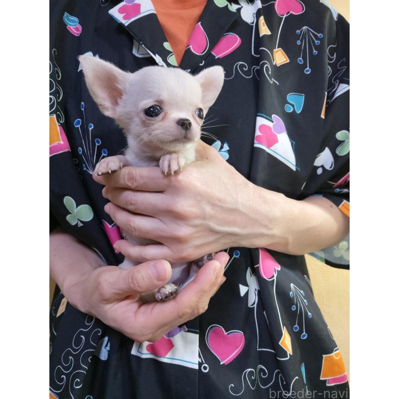 成約済の愛知県のチワワ(スムースコート)-416151の3枚目