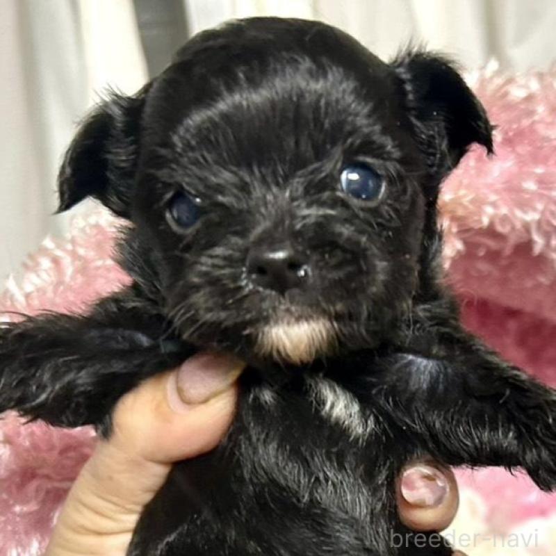 販売中の三重県のチワプー:チワワ×トイプードル-424742の1枚目