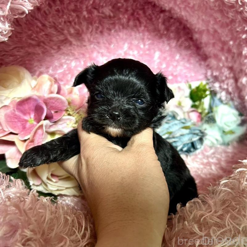 販売中の三重県のチワプー:チワワ×トイプードル-424742の7枚目