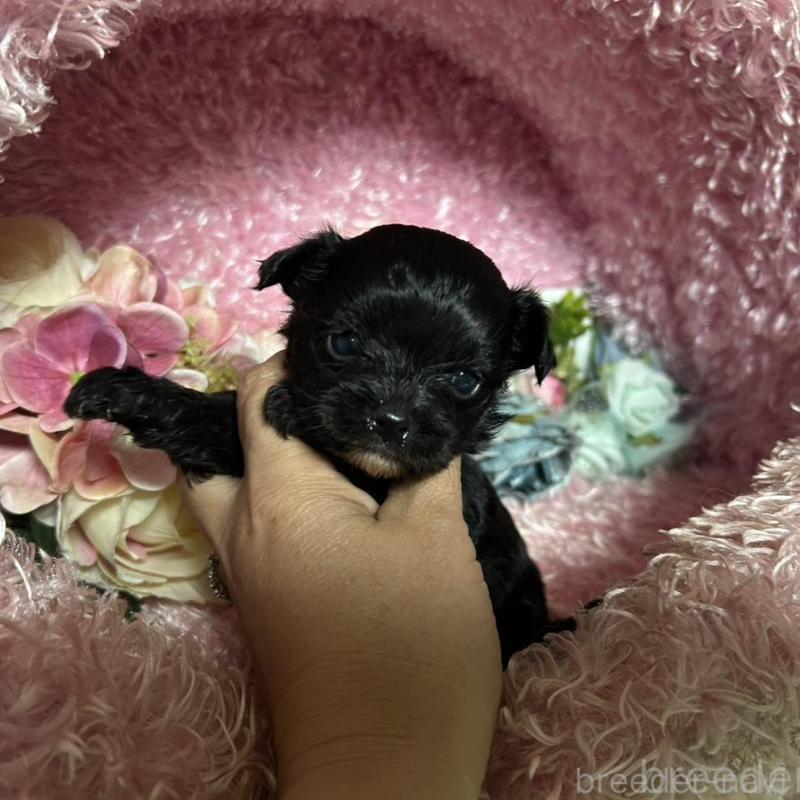 販売中の三重県のチワプー:チワワ×トイプードル-424742の6枚目