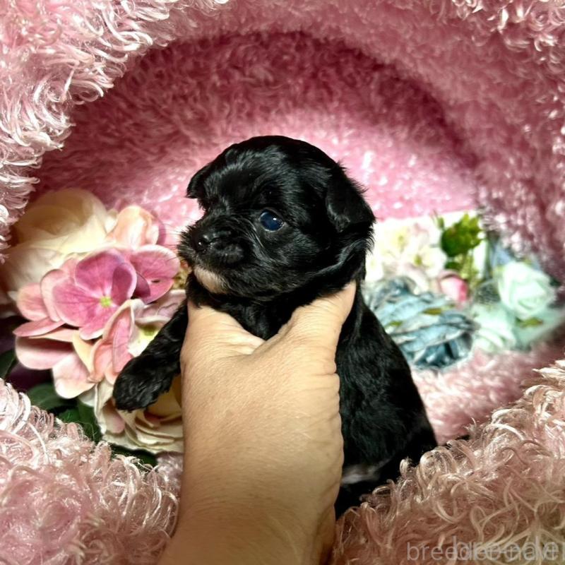 販売中の三重県のチワプー:チワワ×トイプードル-424742の5枚目