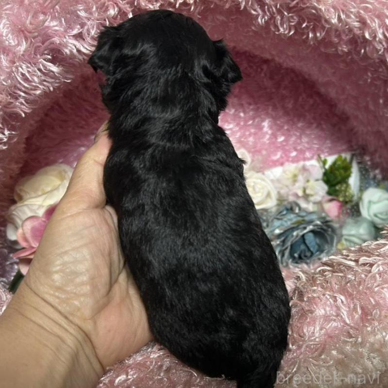 販売中の三重県のチワプー:チワワ×トイプードル-424742の4枚目