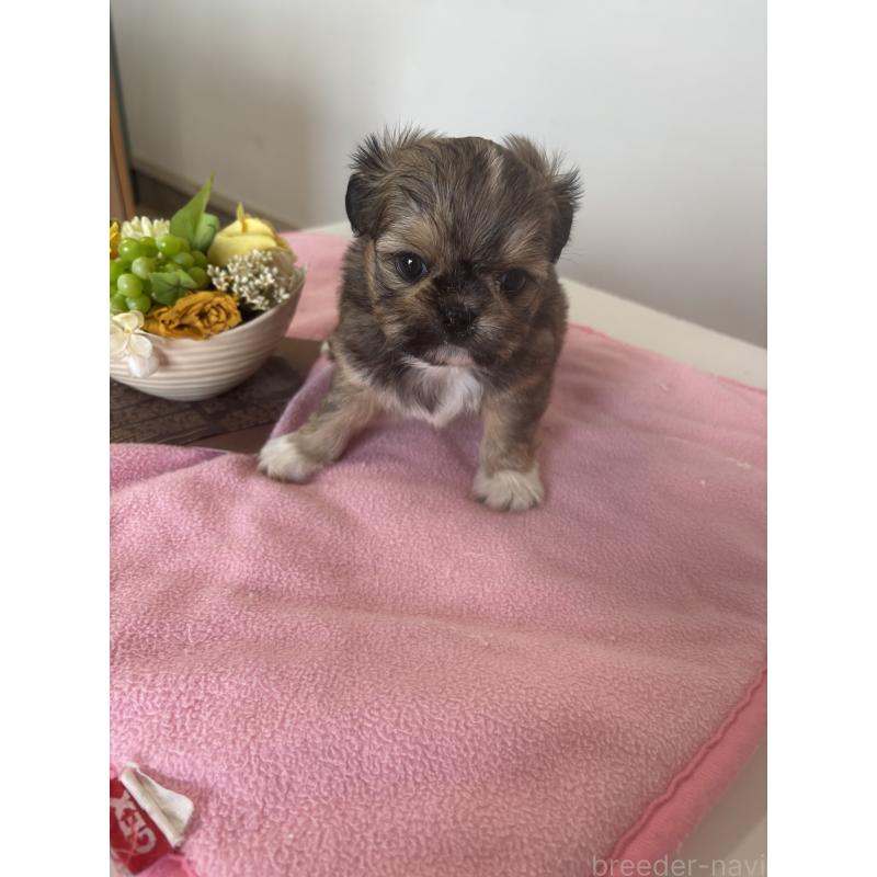 販売中の岐阜県のチワズー:チワワ×シーズー-424744の3枚目