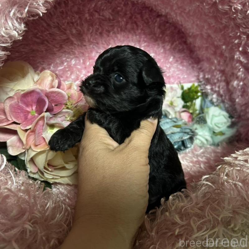 販売中の三重県のチワプー:チワワ×トイプードル-424742の3枚目