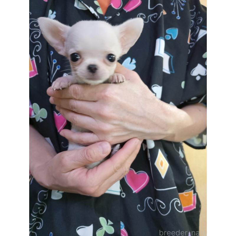 成約済の愛知県のチワワ(スムースコート)-416151の2枚目