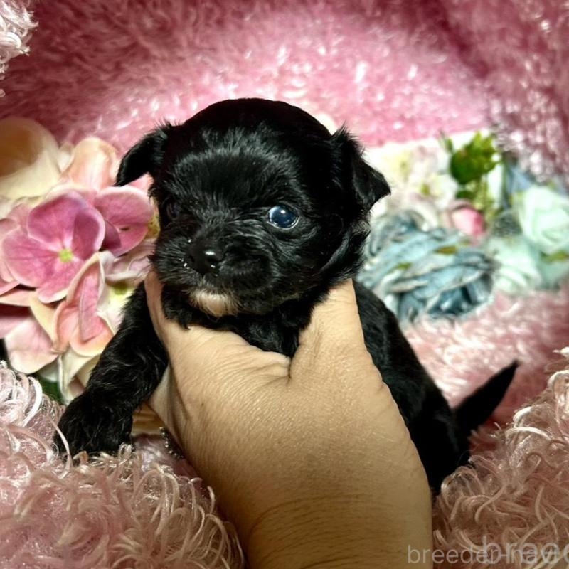 販売中の三重県のチワプー:チワワ×トイプードル-424742の2枚目