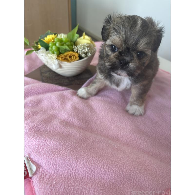 販売中の岐阜県のチワズー:チワワ×シーズー-424744の2枚目