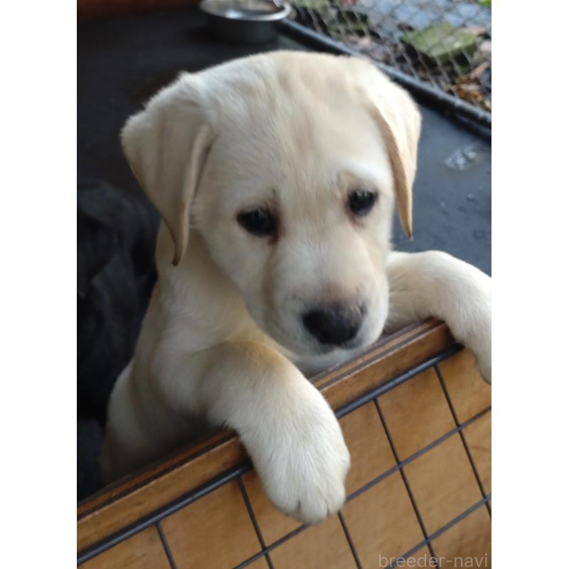 販売中の北海道のラブラドールレトリーバー-422931の2枚目