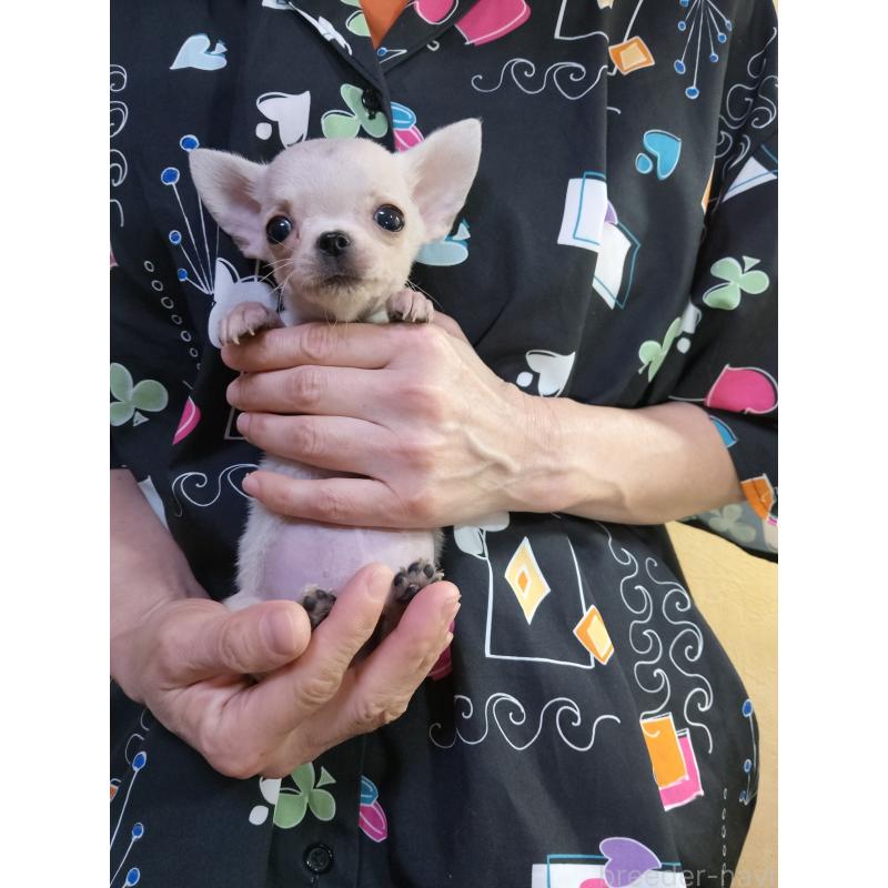 販売中の愛知県のチワワ(スムースコート)-416147